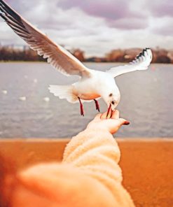 Seagull Picking Food paint by numbers