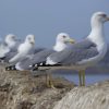 Seagulls On The Coast paint by numbers