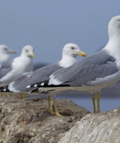 Seagulls On The Coast paint by numbers