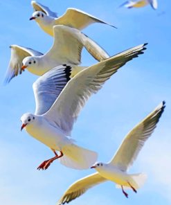 Flying Seagulls paint by numbers