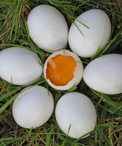 Seven Chicken Eggs On Grass painting by numbers