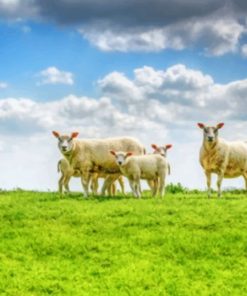 Sheep Family In A Grassland paint by numbers