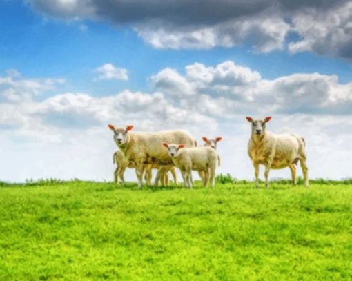 Sheep Family In A Grassland paint by numbers