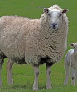 Sheep On A Grassland paint by numbers