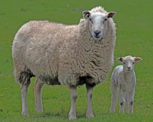 Sheep On A Grassland paint by numbers