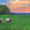 Sheep In A Landscape paint by numbers