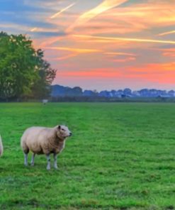 Sheep In A Landscape paint by numbers