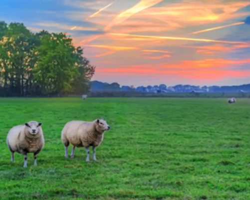Sheep In A Landscape paint by numbers