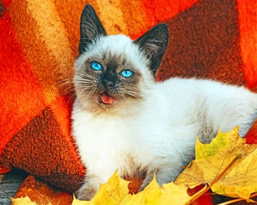 Siamese Cat painting by numbers