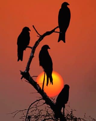 Silhouette Of Birds painting by numbers