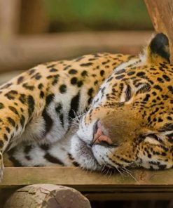 Sleeping Leopard paint by numbers