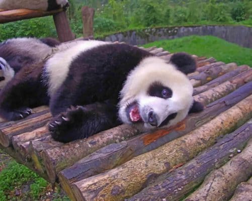 Sleeping Panda Bear paint by numbers