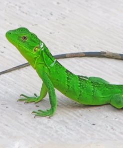 Small Green Lizard painting by numbers