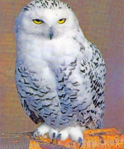 Snowy Owl painting by numbers