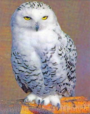 Snowy Owl painting by numbers