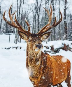 Snowy Deer painting by numbers