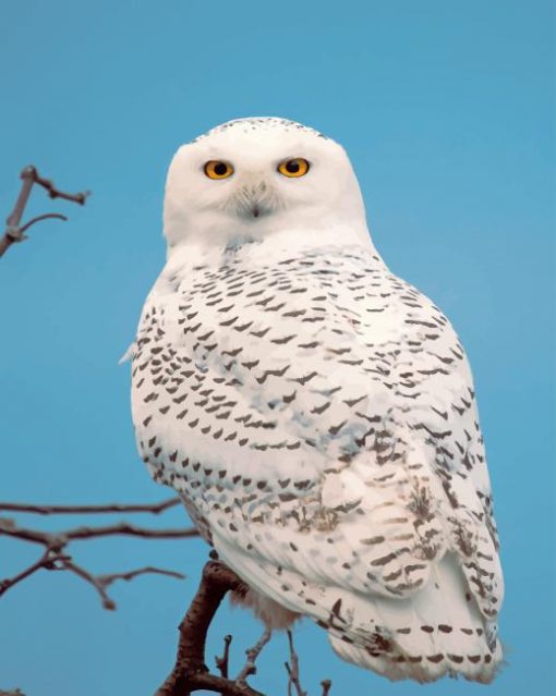 Snowy Owl painting by numbers