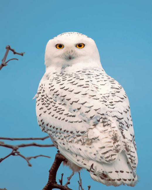 Snowy Owl painting by numbers