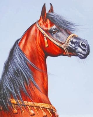 Sorrel Arabian Horse paint by numbers