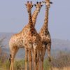 South African Giraffes paint by numbers