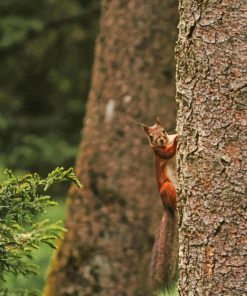 Squirrel Climbing The Tree paint by numbers