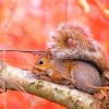 Squirrel On The Tree paint by numbers