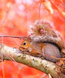 Squirrel On The Tree paint by numbers