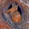 Squirrels Nest Inside Tree painting by numbers