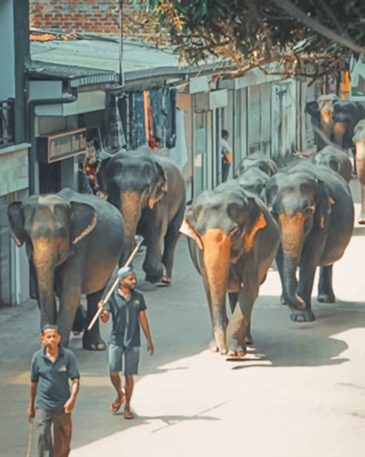 Elephant In Sri Lanka paint by numbers