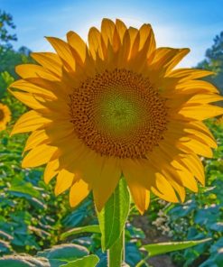 Sunflower Closeup In A Field paint by numbers