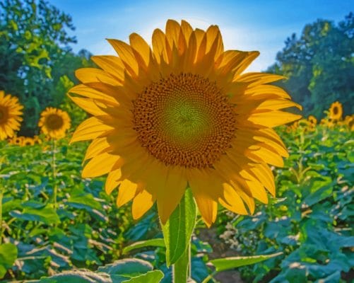 Sunflower Closeup In A Field paint by numbers