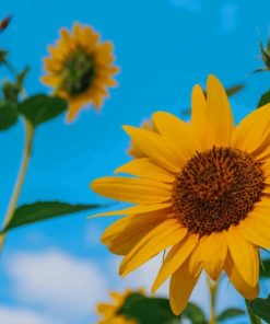 Bright Sunflowers paint by numbers