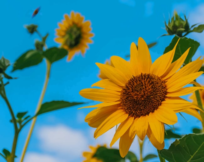Bright Sunflowers paint by numbers
