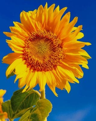 Close Up Sun Flower painting by numbers