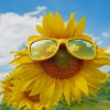 Sun Flower With Sun Glasses painting by numbers