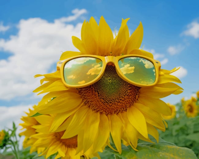 Sun Flower With Sun Glasses painting by numbers