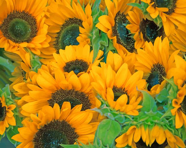Yellow Sun Flowers paint by numbers