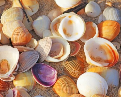 Sunny Sea Shells paint by numbers