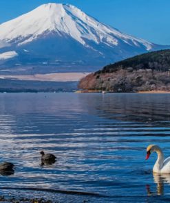 Swans In The Lake paint by numbers