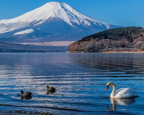 Swans In The Lake paint by numbers