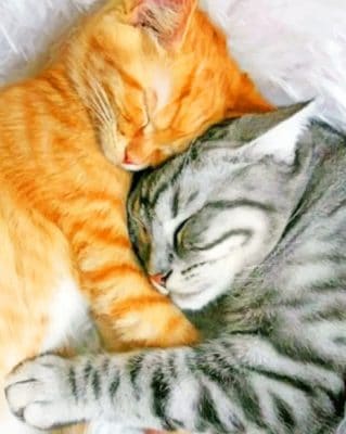 Tabby And Ginger Cats painting by numbers