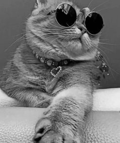 Tabby Cat With Sunglasses painting by numbers