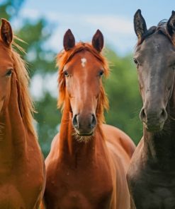 Three Horses Close Up paint by numbers