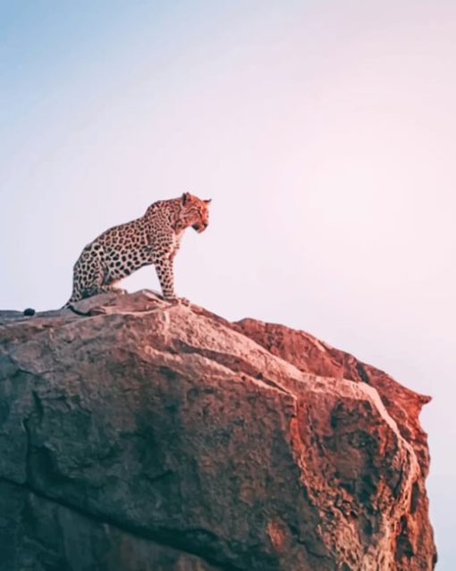 Tiger On A Cliff paint by numbers