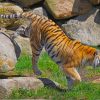 Big Tiger On A Grassland paint by numbers