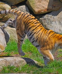 Big Tiger On A Grassland paint by numbers