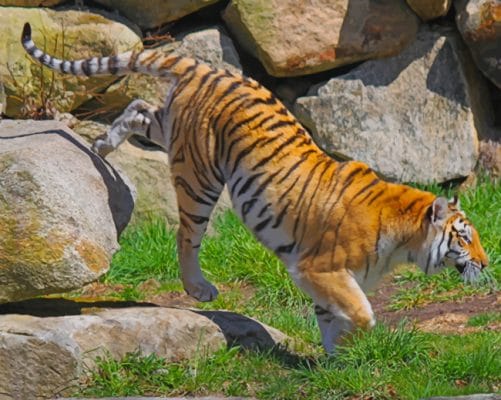 Big Tiger On A Grassland paint by numbers