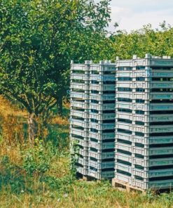 Trays Stacked Near A Tree paint by numbers