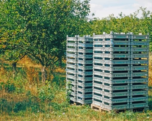 Trays Stacked Near A Tree paint by numbers
