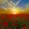 Red Tulip Field At Sunset paint by numbers